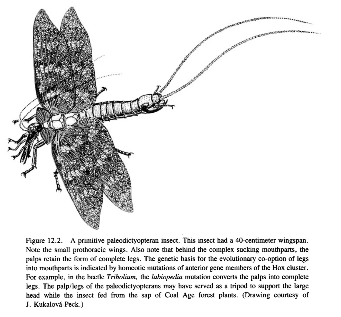 Primary-source scan of Figure 12.2 from Raff's The Shape of Life showing a primitive paleodictyopteran insect.